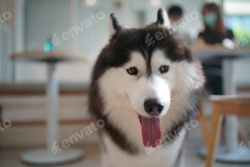 Preview: A small white dog puppy breed siberian husky