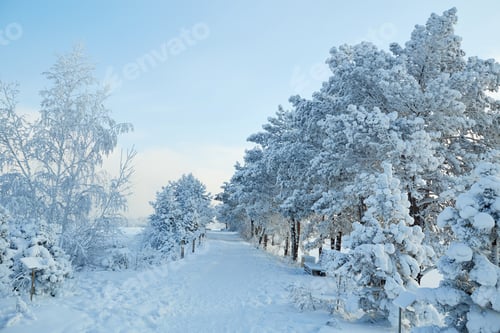 Preview: Beautiful winter landscape. City park on a sunny frosty day.