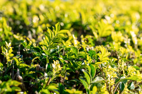 Preview: Bright Green nature background