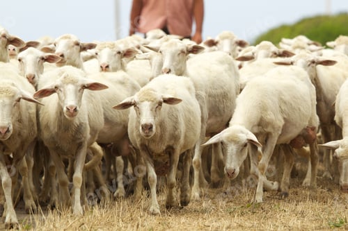 Preview: Flock of sheep in Sardinia