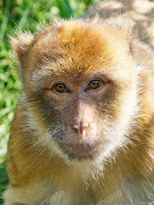 Preview: Barbary macaque (Macaca sylvanus)