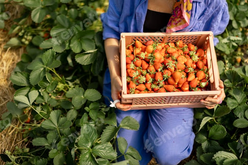 Preview: Holding basket full of freshly picked up strawberry