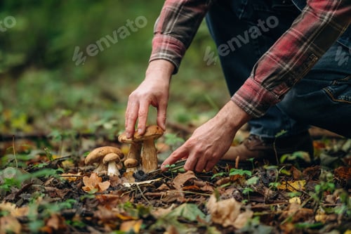 Preview: Close up view of man that is doing mushroom picking in the forest