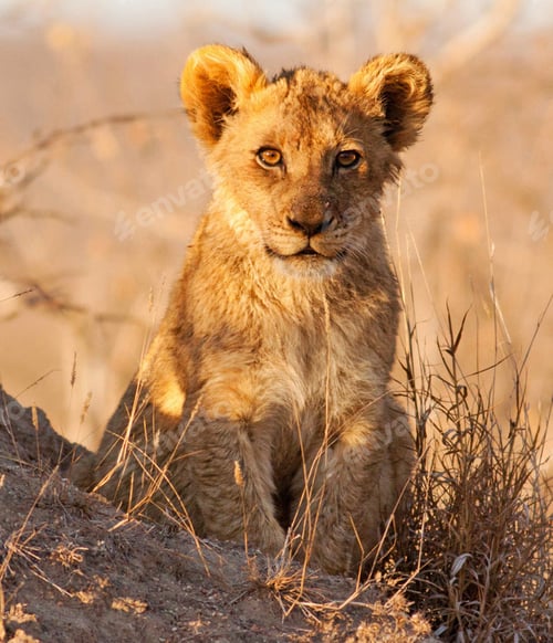 Preview: A Best wildlife destinations in the world