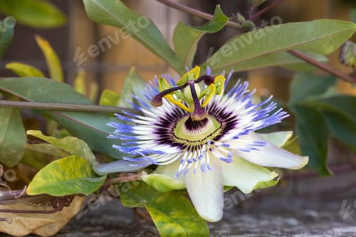 Preview: Fetid passionflower, Scarletfruit passionflower, Stinking passionflower (Passiflora foetida)