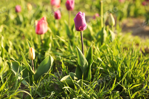 Preview: Field with fresh beautiful tulips, space for text. Blooming spring flowers