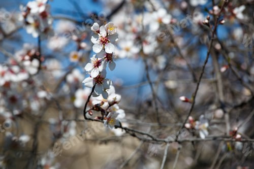 Preview: Blooming white branch against the blue sky