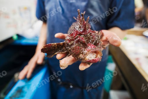 Preview: A traditional fresh fish market in Tokyo. A seller holding out a large whole fish on his hand.