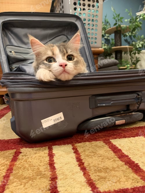 Preview: My calico heard there was a furry friends photo challenge tonight and decided to pose while I was