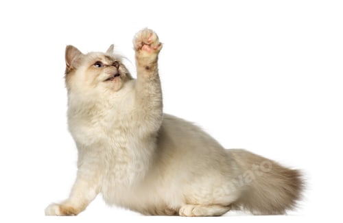 Preview: Birman pawing up