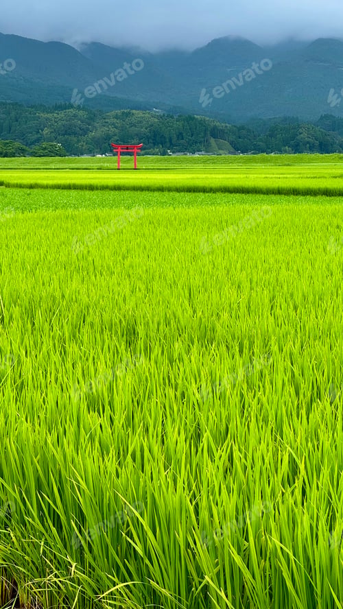 Preview: Red toril gate and rice fields in Kyushu, Japan