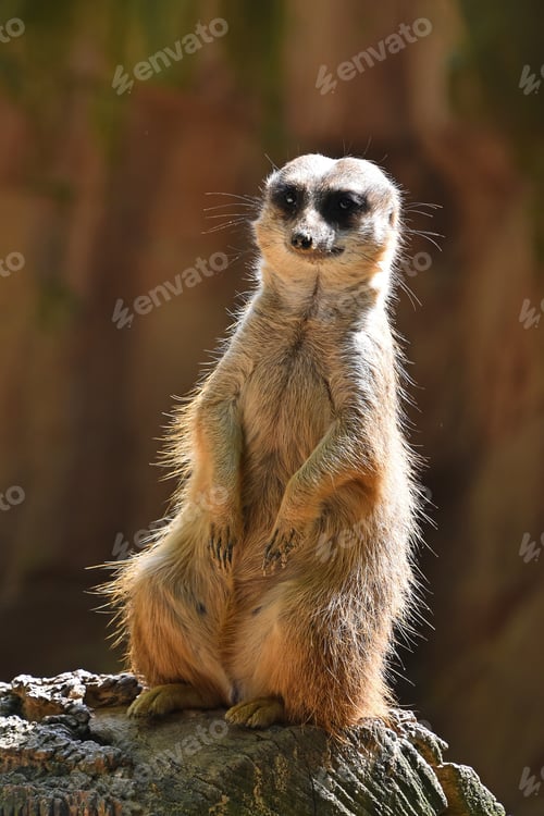 Preview: Close up portrait of meerkat on rock