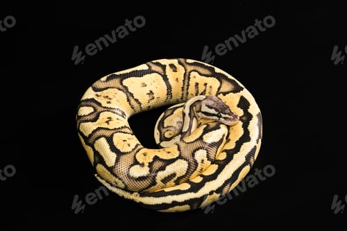 Preview: Female Ball Python