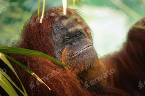 Preview: Funny face Sumatran Orangutan (Pongo abelii)