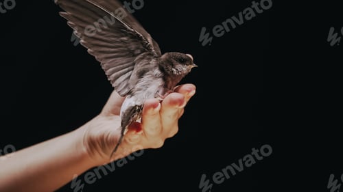 Preview: Little barn swallow flies out of womens hands. Hirundo rustica chick spreads wings