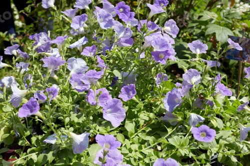 Preview: Pale purple bell flowers in spring, sunlight