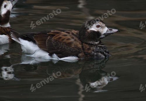 Preview: two ducks in the water on top of each other and their reflection