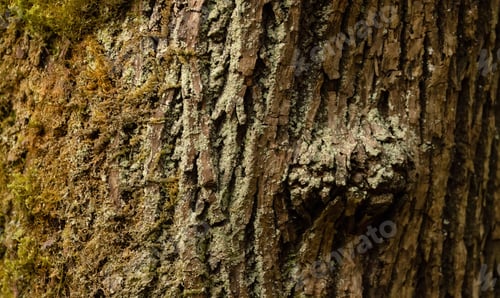 Preview: Tree Bark with moss. Close up background