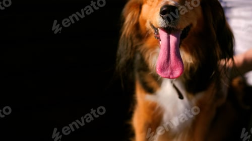 Preview: Animal portrait of funny spaniel mutt with long tongue in sunny day