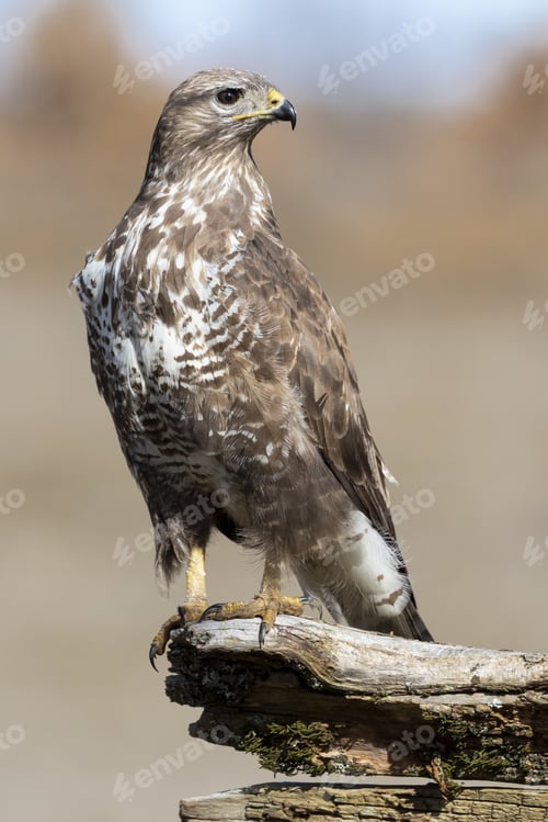 Preview: Vertical selective focus shot of a magnificent hawk looking for prey on the trunk of a tree
