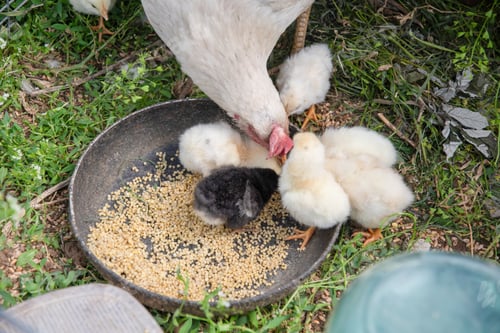 Preview: A white hen teaches her chicks to peck millet from a bowl placed on the grass in a small wire cage