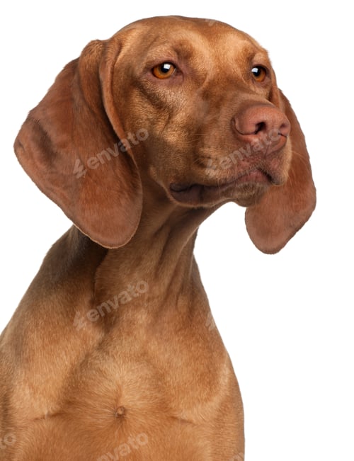 Preview: Close-up of Vizsla, 2 years old, in front of white background