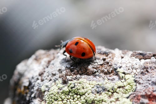 Preview: Ladybug