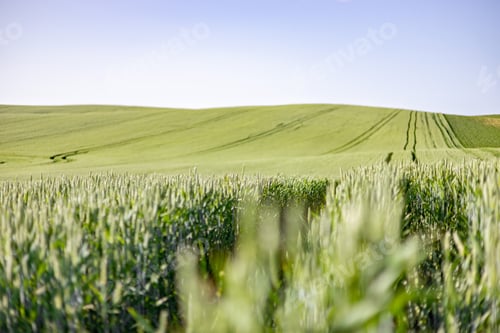 Preview: Green Wheat Field Rolling Hills