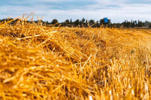 Preview: Yellow straw