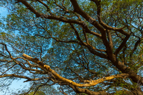 Preview: natural forest with tropical tree in Asia