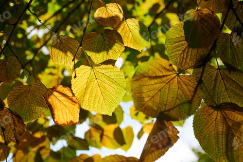 Preview: Green and yellow leaves of large-leaved linden, view through large-leaved linden tree, blue sky
