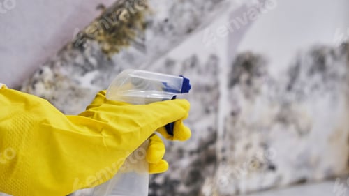Preview: Housekeeper's Hand With Glove Cleaning Mold From Wall With Sponge And Spray Bottle