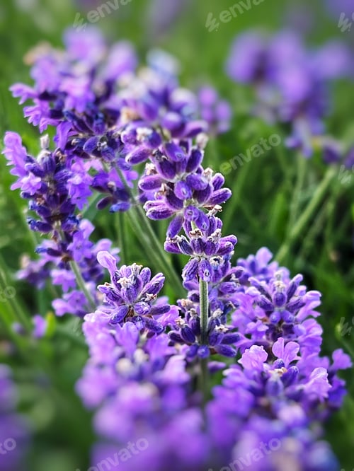 Preview: Purple flowers