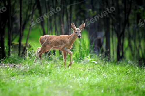 Ciervo joven en el bosque de verano