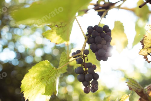 Preview: Sunlight shining through blue bunches of grapes in a vineyard in a village