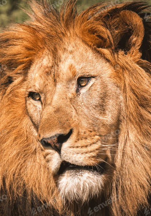 Preview: Close up portrait of a mighty lion