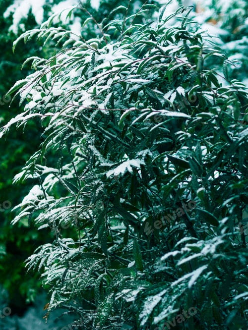 Preview: Snow fall outdoors in the countryside