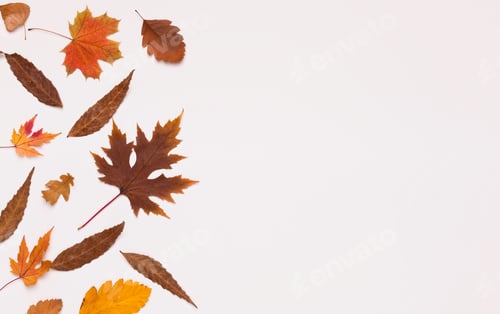 Preview: Colored fallen different leaves on white background