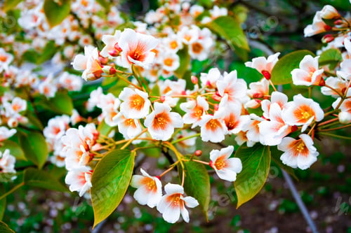 Preview: white flowers tree aleurites euphorbiaceae in the spring