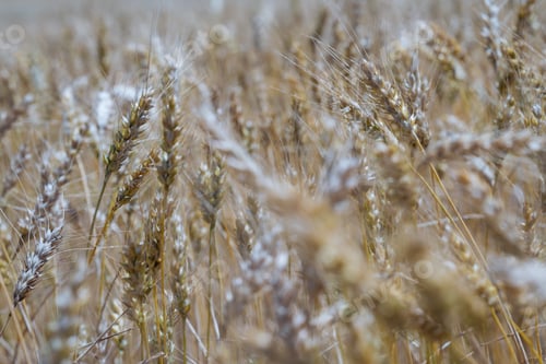 Preview: Close-Up of Wheat Field Ready for Harvest