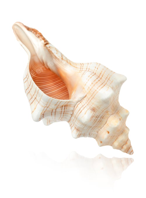 Preview: Sea shell isolated on white background with clipping path