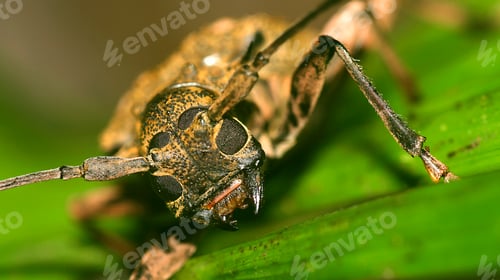 Preview: Beatle, Amazonia, Ecuador