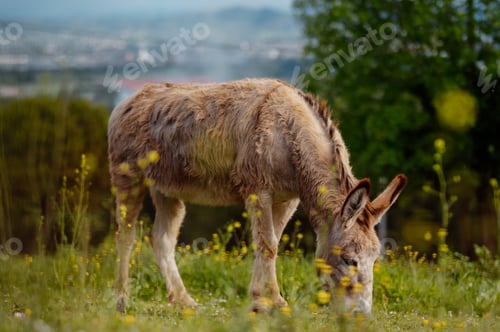 Preview: Donkey grazing in green field on world donkey day