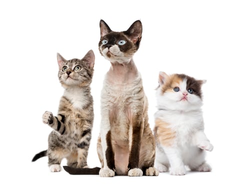 Preview: Group of cats sitting, isolated on white