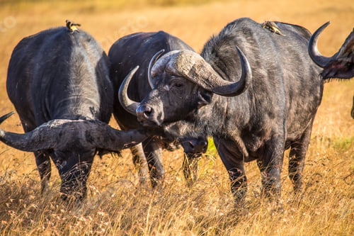 Preview: Three African buffalos with birds in the Masai Mara. Kenya