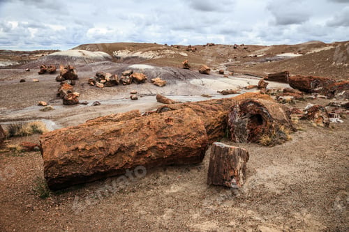 Preview: Fields Of Petrified Logs At Crystal Forest In Petrified Forest National Park, Arizona