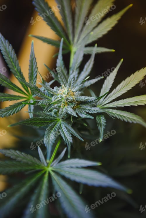 Preview: indoor growing medical marijuana Just before they finish growing