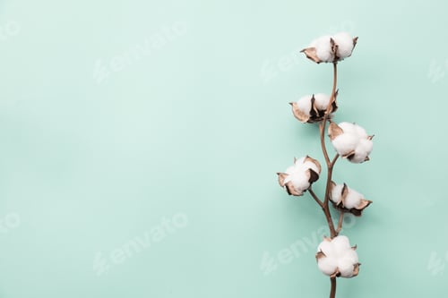 Preview: Background. Cotton flower white color lying on green paper. Place for text, copy space
