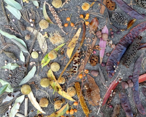 Preview: Botanical Arrangement of Leaves and Seed Pods