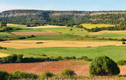 Preview: Sunflowe fields near Soria, Spain